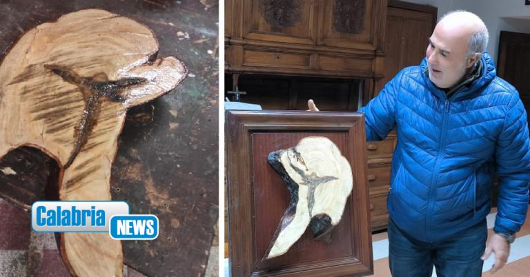 Pentone, taglia albero di mimosa e scopre forma di Cristo: Parroco la espone in Chiesa e Santuario