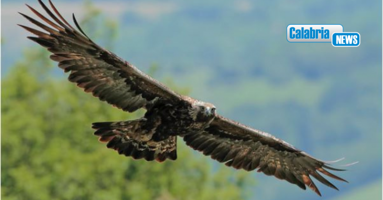 Importante segnale biodiversità: l’aquila reale è tornata a nidificare sull’altopiano della Sila