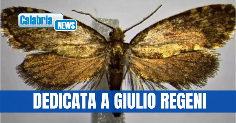 Calabria delle meraviglie: scoperta nei boschi Cosentini nuova specie di farfalla