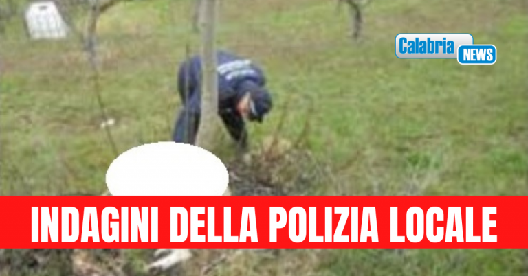 Corigliano Rossano, un cane adulto e un cucciolo trovati morti: si sospetta avvelenamento