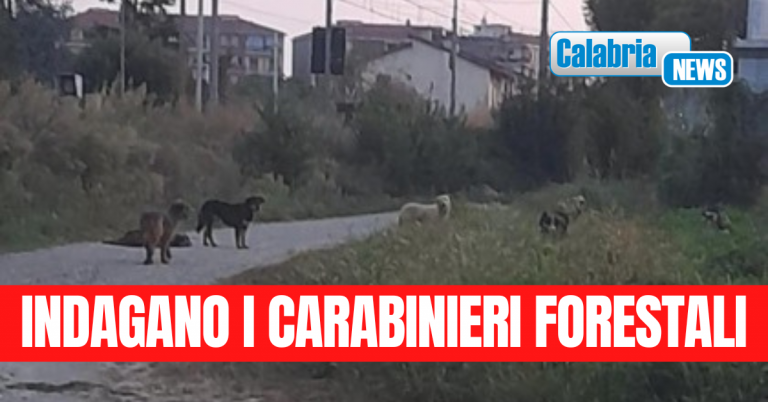 Aidaa denuncia: quattro cani randagi uccisi nel catanzarese, forse con veleno