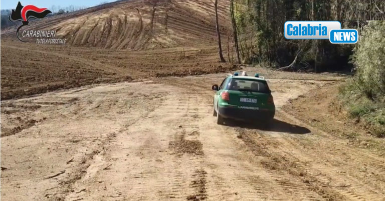 VIDEO-Rende, dieci ettari disboscati abusivamente: quattro denunce e sanzioni per 490 mila euro