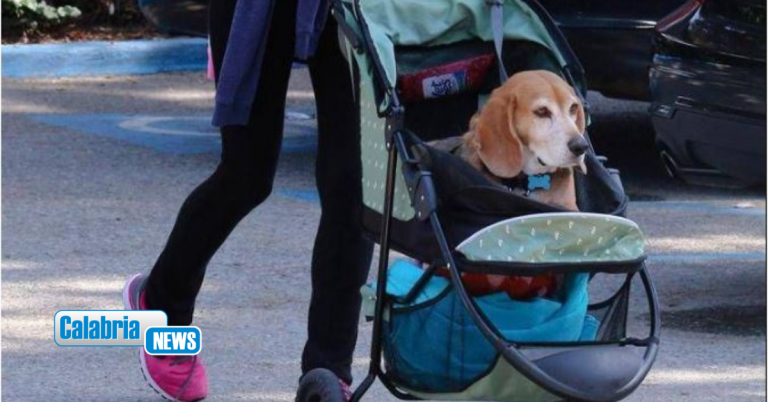 Cani nuovi bambini? Ricerca svela cosa lega il boom dei pet alle culle vuote