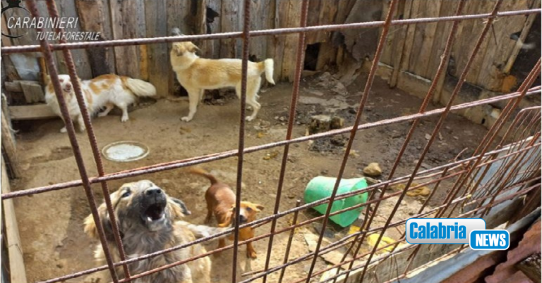 Cani detenuti in condizioni incompatibili: denunciata la proprietaria a San Giovanni in Fiore