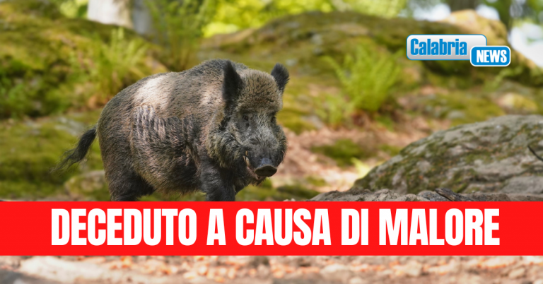 Morto in ospedale a Cetraro un 64enne aggredito da cinghiale
