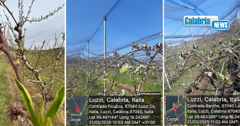 Gelate di marzo, l’allarme di Coldiretti: danni ingenti all’agricoltura calabrese
