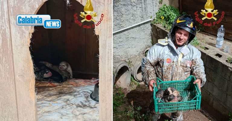 Sei cuccioli appena nati rimasti intrappolati in tubo di scarico, salvati dai Vigili del fuoco nel vibonese