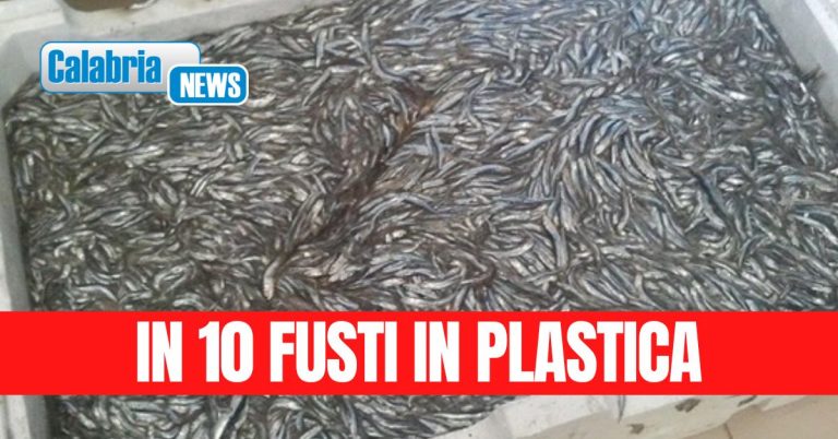 Sequestrati 440kg di novellame di sarda nel reggino