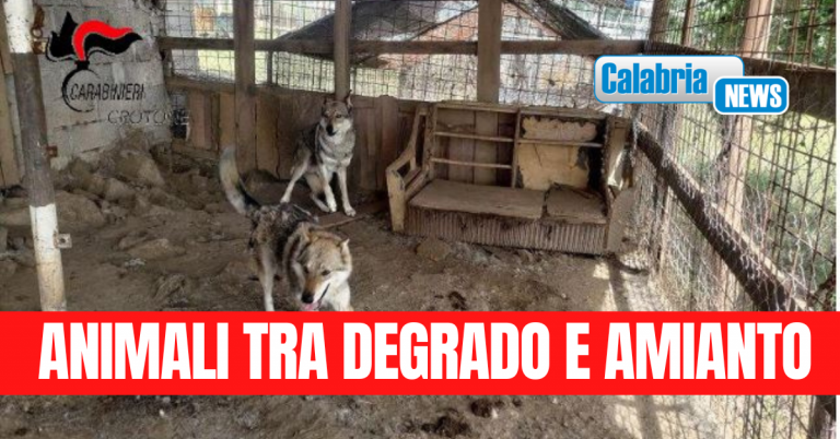 Caccuri, sequestrato un canile abusivo. Uno dei gestori tenta di darsi fuoco, prontamente bloccato