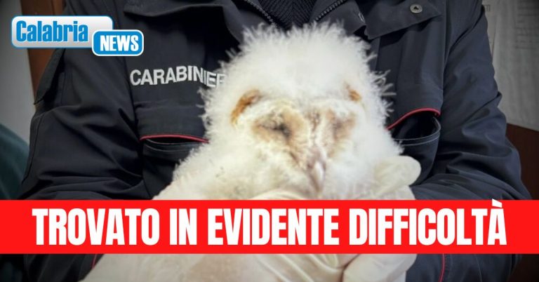 Carabinieri soccorrono un “barbagianni” ad Amaroni
