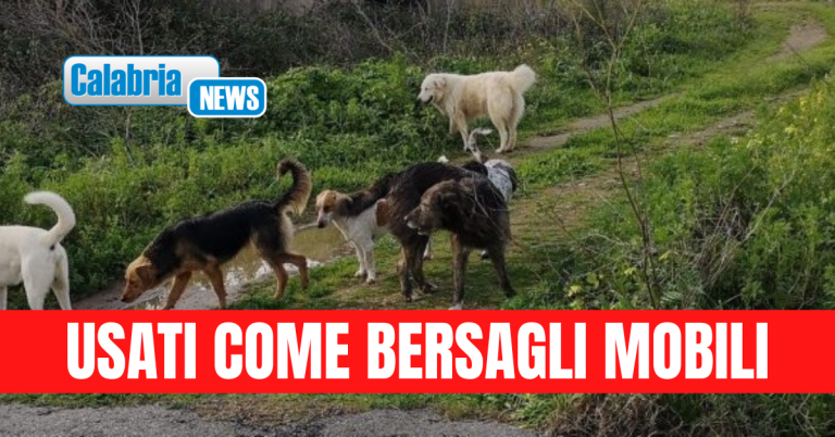 Orrore sulle montagne della Locride: cani randagi uccisi a fucilate, esposto in Procura