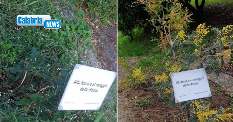 Mendicino, tagliato albero mimosa piantato per l’8 marzo. Prometeus: gesto vile che non ci intimorisce
