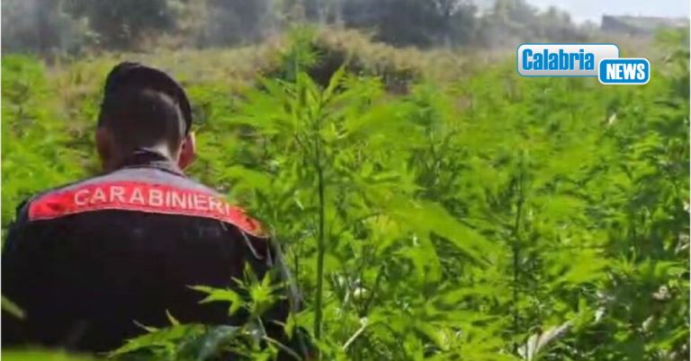 Scoperta piantagione marijuana nel Cosentino: eseguite cinque misure cautelari