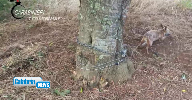 VIDEO-I Carabinieri Forestali soccorrono una volpe catturata con trappola abusiva nel Reggino