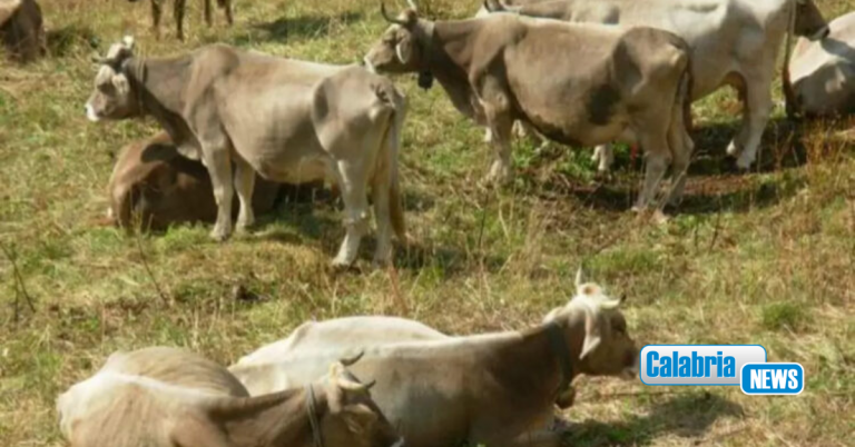 Patrimonio zootecnico calabrese, dalla Regione 10 milioni di euro in quattro anni