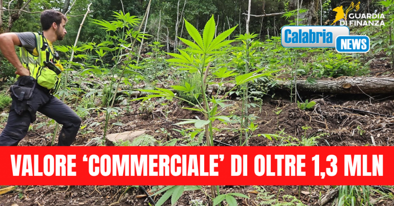 VIDEO-Scoperte 4 piantagioni di canapa indiana nel Vibonese: sequestrate 1.350 piante