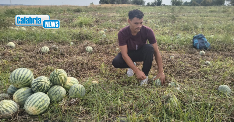 VIDEO-Il dolore dei campi: angurie perse, aziende calabresi scelgono la solidarietà