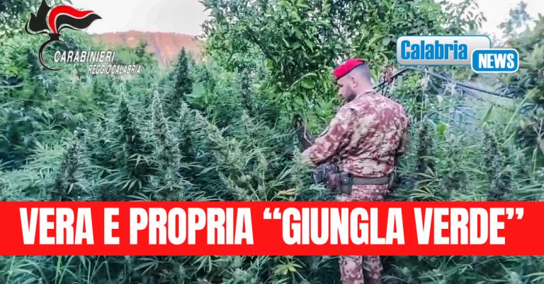 VIDEO-Una vasta piantagione di cannabis e armi da guerra sequestrate nel cuore della Locride