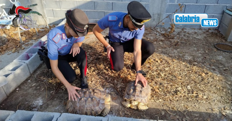 Scoperto dai Carabinieri “mini zoo” abusivo nel Reggino: animali protetti detenuti illegalmente