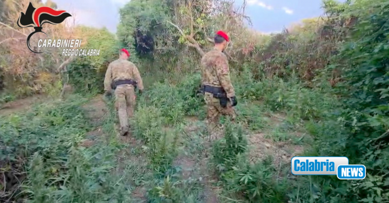 VIDEO-Pizzicati in piantagione marijuana tra Nicotera e San Ferdinando: sequestrati 100 kg di sostanza