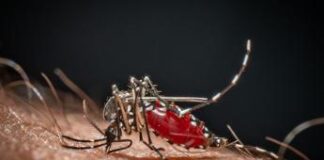 Da Dengue a West Nile, in Italia 40 specie di zanzare: ecco come difendersi