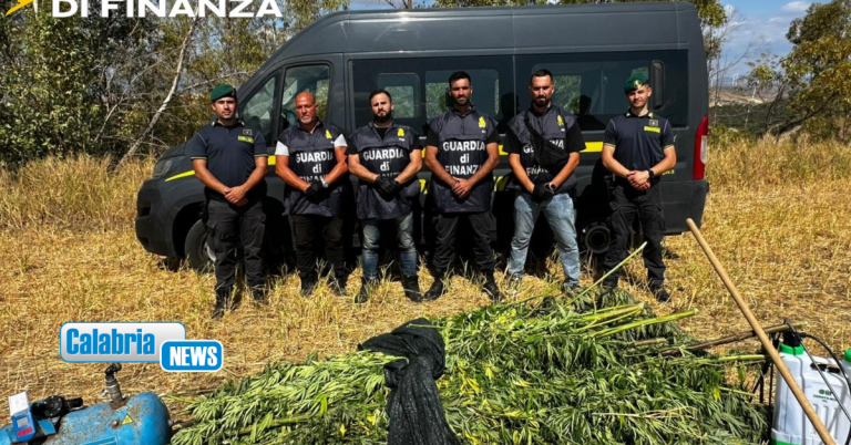 Crotone, sequestrata piantagione di marjiuana a ‘Papanice’ del valore di oltre 350mila euro