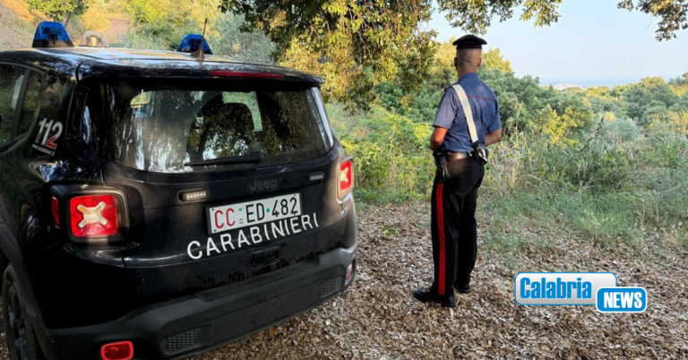 Coltiva piantagione di marijuana nascosta nella boscaglia: arrestato 43enne a Tiriolo