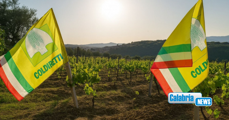 Il Vigneto Calabria brinda a vendemmia promettente: tra +10 e 15% produzione e qualità in ascesa