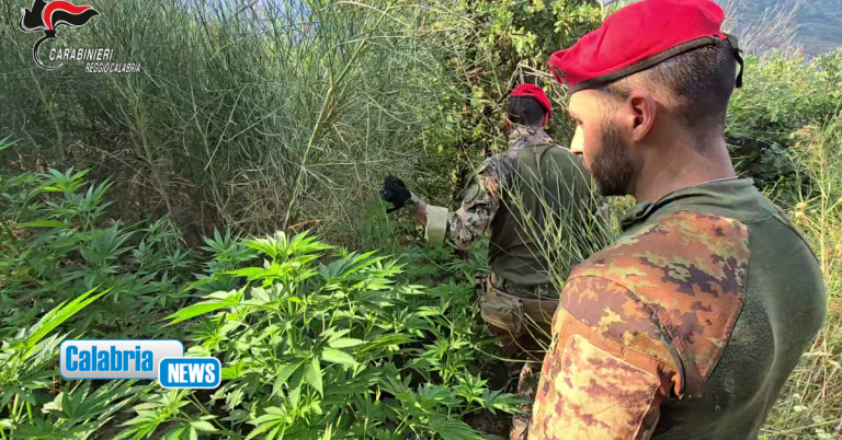 VIDEO-Nuova piantagione di canapa indiana scoperta dai Carabinieri in Aspromonte