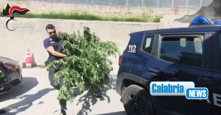 VIDEO-Nel Crotonese sequestrate piante di cannabis e marijuana: denunciato un 48enne