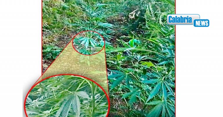 Cetraro, Polizia scopre piantagione di cannabis: sul “mercato” avrebbe fruttato 300mila euro
