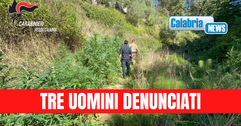 Delianuova, sequestrata piantagione di cannabis: poteva produrre 2 quintali di marijuana