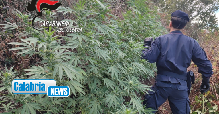 Dinami, oltre 1600 piante di cannabis individuate in area demaniale boschiva a ridosso di Monsoreto