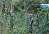 VIDEO-Piantagioni di marijuana scoperte nel Catanzarese: avrebbero “fruttato” 3 milioni di euro