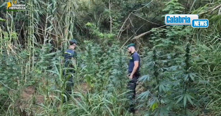 VIDEO-Piantagioni di marijuana scoperte nel Catanzarese: avrebbero “fruttato” 3 milioni di euro