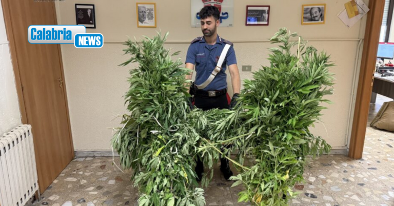 Mesoraca, scoperta e sequestrata maxi-piantagione di marijuana: poteva produrre 50mila dosi