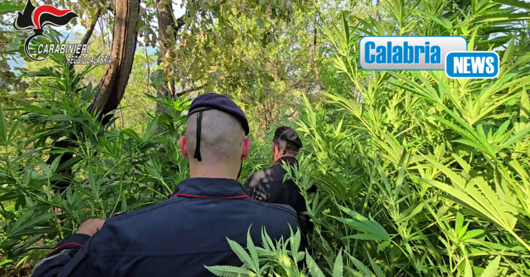 Nuova ed estesa piantagione di canapa indiana scoperta dai Carabinieri in Aspromonte
