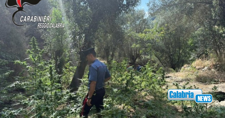 Due uomini arrestati mentre irrigavano una piantagione di marijuana a Platì