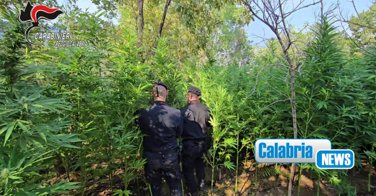 Coltivavano canapa indiana in un torrente a Roccella Ionica: due uomini arrestati in flagranza