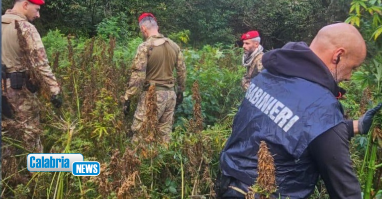 Soveria Mannelli, Carabinieri sequestrano una vasta piantagione di canapa indiana: indagini