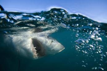 Squalo attacca due ragazzi in Australia, morta una ventenne