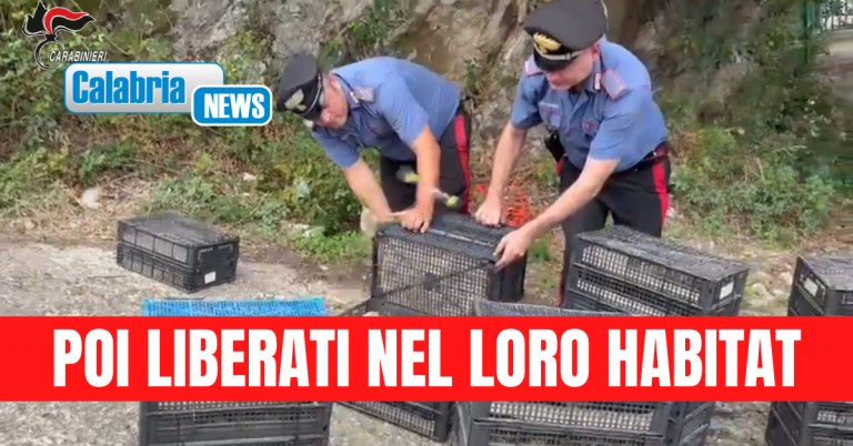 VIDEO-Villa San Giovanni, durante controlli ai traghetti scoperti oltre 2.200 uccelli protetti