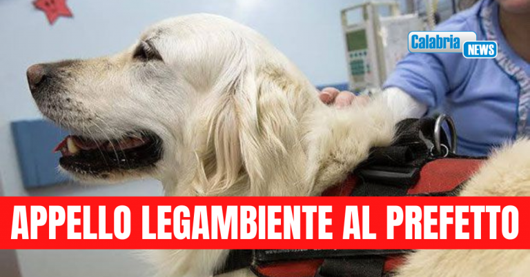 Catanzaro, avvelenati cani pet therapy Associazione Equipariamo: si rafforzi prevenzione