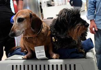 Cani nella stiva dell’aereo? Per la Corte Ue sono come bagagli: la sentenza