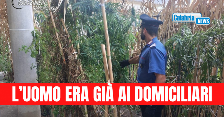 Nascondeva una piantagione di cannabis nelle pertinenze di casa: arrestato nel Reggino