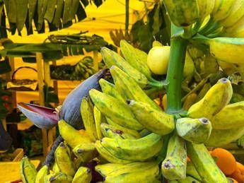 Da banana a mango made in Italy, aumenta produzione frutta esotica