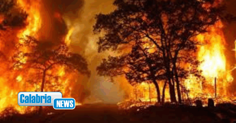 2025 da bollino rosso per le foreste italiane: Calabria seconda regione più martoriata