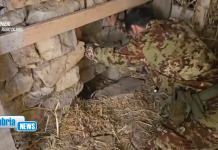 Platì, scoperta piantagione marijuana in un bunker sotterraneo: denunciato un 67enne