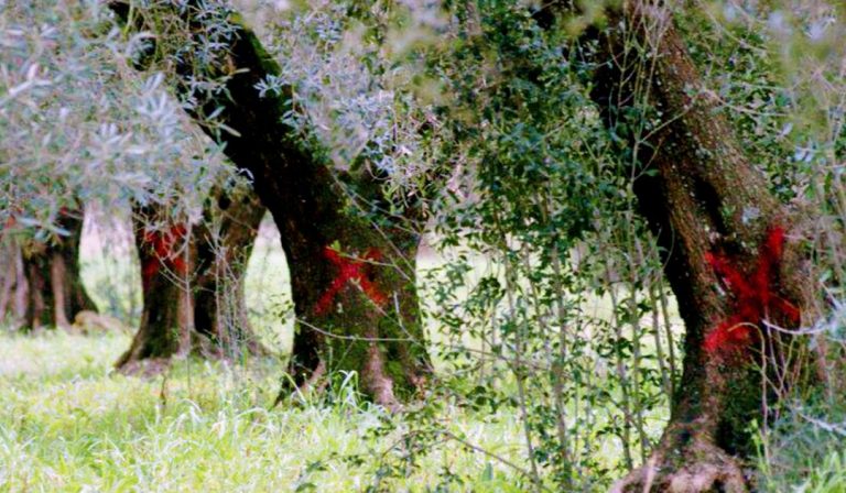 Xylella, allarme per la Calabria, Cia: serve un piano regionale di Difesa Olivicola