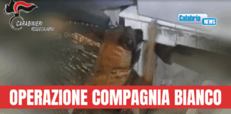 Il fiuto di “Manco” porta i Carabinieri a scoprire grande quantità di stupefacenti